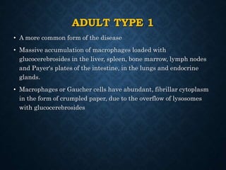 ADULT TYPE 1
• A more common form of the disease
• Massive accumulation of macrophages loaded with
glucocerebrosides in the liver, spleen, bone marrow, lymph nodes
and Payer's plates of the intestine, in the lungs and endocrine
glands.
• Macrophages or Gaucher cells have abundant, fibrillar cytoplasm
in the form of crumpled paper, due to the overflow of lysosomes
with glucocerebrosides
 