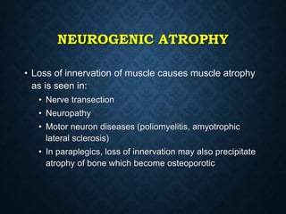 NEUROGENIC ATROPHY
• Loss of innervation of muscle causes muscle atrophy
as is seen in:
• Nerve transection
• Neuropathy
• Motor neuron diseases (poliomyelitis, amyotrophic
lateral sclerosis)
• In paraplegics, loss of innervation may also precipitate
atrophy of bone which become osteoporotic
 