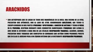 ARACNIDOS
• SON ARTRÓPODOS QUE EN LUGAR DE TENER DOS MANDÍBULAS EN LA BOCA, UNA ENCIMA DE LA OTRA,
PRESENTAN DOS APÉNDICES, UNO AL LADO DEL OTRO, DENOMINADOS QUELÍCEROS, QUE TIENEN EL
CUERPO DIVIDIDO EN DOS PARTES (PROSOMA Y OPISTOSOMA ), CARECEN DE ANTENAS Y TIENEN 8 PATAS
EN EL PROSOMA. RESPIRAN MEDIANTE UNOS CONDUCTOS RAMIFICADOS (TRÁQUEAS) QUE LLEVAN EL
AIRE DESDE EL EXTERIOR A CADA UNA DE LAS CÉLULAS (RESPIRACIÓN TRAQUEAL). ALGUNOS, ADEMÁS,
PRESENTAN UNAS TRÁQUEAS QUE CONFLUYEN EN CAVIDADES QUE ACTÚAN COMO PULMONES PUESTO
QUE EN ELLAS EL OXÍGENO PASA A UN LÍQUIDO INTERNO QUE LO DISTRIBUYE (RESPIRACIÓN PULMONAR).
 