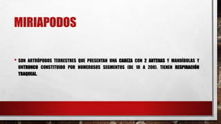 MIRIAPODOS
• SON ARTRÓPODOS TERRESTRES QUE PRESENTAN UNA CABEZA CON 2 ANTENAS Y MANDÍBULAS Y
UNTRONCO CONSTITUIDO POR NUMEROSOS SEGMENTOS (DE 10 A 200). TIENEN RESPIRACIÓN
TRAQUEAL.
 