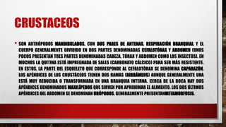 CRUSTACEOS
• SON ARTRÓPODOS MANDIBULADOS, CON DOS PARES DE ANTENAS, RESPIRACIÓN BRANQUIAL Y EL
CUERPO GENERALMENTE DIVIDIDO EN DOS PARTES DENOMINADAS CEFALOTÓRAX Y ABDOMEN (UNOS
POCOS PRESENTAN TRES PARTES DENOMINADAS CABEZA, TÓRAX Y ABDOMEN COMO LOS INSECTOS). EN
MUCHOS LA QUITINA ESTÁ IMPREGNADA DE SALES (CARBONATO CÁLCICO) PARA SER MÁS RESISTENTE.
EN ESTOS, LA PARTE DEL ESQUELETO QUE CORRESPONDE AL CEFALOTÒRAX SE DENOMINA CAPARAZÓN.
LOS APÉNDICES DE LOS CRUSTÁCEOS TIENEN DOS RAMAS (BIRRÁMEOS) AUNQUE GENERALMENTE UNA
ESTÁ MUY REDUCIDA O TRANSFORMADA EN UNA BRANQUIA INTERNA. CERCA DE LA BOCA HAY DOS
APÉNDICES DENOMINADOS MAXILÍPEDOS QUE SIRVEN POR APROXIMAR EL ALIMENTO. LOS DOS ÚLTIMOS
APÉNDICES DEL ABDOMEN SE DENOMINAN URÓPODOS. GENERALMENTE PRESENTANMETAMORFOSIS.
 