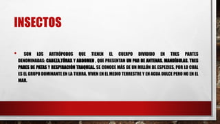 INSECTOS
• SON LOS ARTRÓPODOS QUE TIENEN EL CUERPO DIVIDIDO EN TRES PARTES
DENOMINADAS: CABEZA,TÓRAX Y ABDOMEN , QUE PRESENTAN UN PAR DE ANTENAS, MANDÍBULAS, TRES
PARES DE PATAS Y RESPIRACIÓN TRAQUEAL. SE CONOCE MÁS DE UN MILLÓN DE ESPECIES, POR LO CUAL
ES EL GRUPO DOMINANTE EN LA TIERRA. VIVEN EN EL MEDIO TERRESTRE Y EN AGUA DULCE PERO NO EN EL
MAR.
 