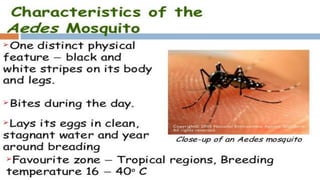 AEDES
 