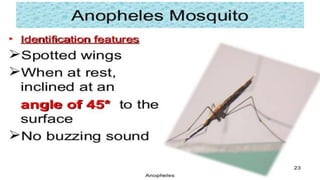 ANOPHELES
 