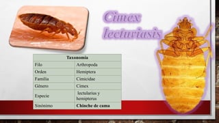 Taxonomía
Filo Arthropoda
Orden Hemiptera
Familia Cimicidae
Género Cimex
Especie
lectularius y
hemipterus
Sinónimo Chinche de cama
 