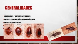 GENERALIDADES
• LAS CHINCHES PERTENECEN A ESTE ORDEN.
• EXISTEN 2 TIPOS: HETERÓPTEROS Y HOMÓPTEROS
• EXISTEN 50, 000 ESPECIES
• PUEDEN SER HERBÍVORAS, CARNÍVORAS O HEMATÓFAGOS.
• EXISTEN 2 FAMILIAS CIMICIDDAE Y REDUVIIDAE
 