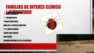 FAMILIAS DE INTERÉS CLÍNICO
(CIMICIDDAE)MÁS FRECUENTE
COSMOPOLITA
*CARACTERÍSTICAS
MIDE DE 3-5 MM DE LONGITUD
Y 2-3 MM DE ANCHO
COLOR CAFÉ-ROJIZO
NOCTURNA
HEMBRA OVIPONE DE 10 A 50 HUEVOS
• * CIMEX LECTULARIUS
 
