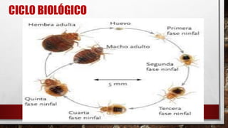 CICLO BIOLÓGICO
 