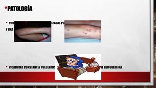 • PRODUCEN PICADURAS CARACTERIZADAS POR INFLAMACIÓN
Y UNA GRAN IRRITACIÓN
• PICADURAS CONSTANTES PUEDEN OCASIONAR INSOMNIO Y DISMINUCIÓN DE HEMOGLOBINA
•PATOLOGÍA
 