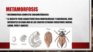 METAMORFOSIS
•METAMORFOSIS COMPLETA (HOLOMETÁBOLOS):
•EL INSECTO TIENE CARACTERÍSTICAS MORFOLÓGICAS Y BIOLÓGICAS, BIEN
DIFERENTES EN CADA UNO DE LOS CUATRO ESTADIOS EVOLUTIVOS (HUEVO,
LARVA, PUPA Y ADULTO)
 