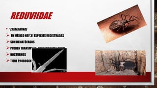REDUVIIDAE
• *TRIATOMINAE
 EN MÉXICO HAY 31 ESPECIES REGISTRADAS
SON HEMATÓFAGOS
PUEDEN TRANSMITIR TRYPANOSOMA CRUZI
NOCTURNOS
TIENE PROBOSCIS
 
