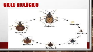 CICLO BIOLÓGICO
 
