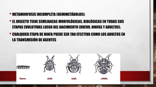 •METAMORFOSIS INCOMPLETA (HEMIMETÁBOLOS):
•EL INSECTO TIENE SEMEJANZAS MORFOLÓGICAS, BIOLÓGICAS EN TODAS SUS
ETAPAS EVOLUTIVAS LUEGO DEL NACIMIENTO (HUEVO, NINFAS Y ADULTOS).
•CUALQUIER ETAPA DE NINFA PUEDE SER TAN EFECTIVA COMO LOS ADULTOS EN
LA TRANSMISIÓN DE AGENTES
 