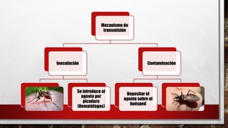 Mecanismo de
transmisión
Inoculación
Se introduce al
agente por
picadura
(Hematófagos)
Contaminación
Depositar el
agente sobre el
huésped
 