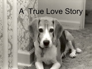 A  True Love Story 