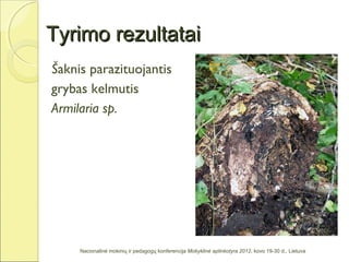 Tyrimo rezultatai
Šaknis parazituojantis
grybas kelmutis
Armilaria sp.




     Nacionalinė mokinių ir pedagogų konferencija Mokyklinė aplinkotyra 2012, kovo 19-30 d., Lietuva
 