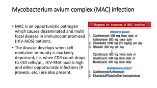Mycobacterium avium complex (MAC} infection
• MAC is an opportunistic pathogen
which causes disseminated and multi
focal disease in immunocompromised
(HIV-AIDS) patients.
• The disease develops when cell
mediated immunity is markedly
depressed, i.e. when CD4 count drops
to <50 cells/μL , HIV-RNA load is high
and other opportunistic infections (P.
jirovecii, etc.) are also present.
 
