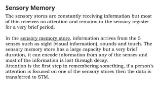 Sensory Store Encoding Comprehensive Overview of Cognitive Development Theories and ...