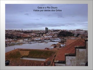 Gaia e o Rio Douro Vistos por detrás dos Grilos 