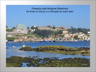 Passeios pela Marginal Ribeirinha As Aves no Douro e a Afurada do outro lado 