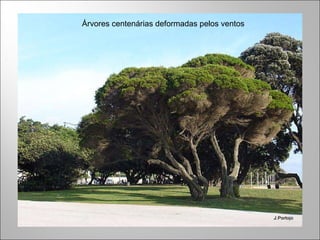 Árvores centenárias deformadas pelos ventos 