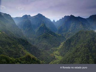 A floresta no estado puro 
 