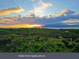 Nestas terras regadas pelo sol… 
 