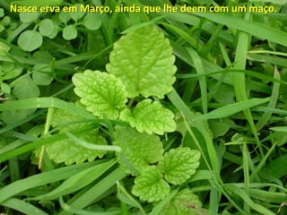 Nasce erva em Março, ainda que lhe deem com um maço.
 