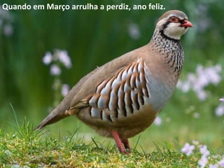 Quando em Março arrulha a perdiz, ano feliz.
 