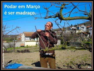 Podar em Março
é ser madraço.
 