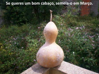 Se queres um bom cabaço, semeia-o em Março.
 