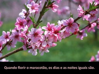 Quando florir o maracotão, os dias e as noites iguais são.
 