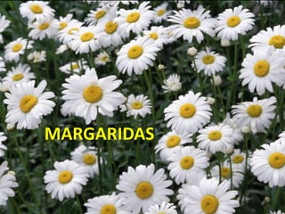 As Flores do Mês
MARGARIDAS
 