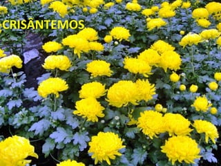 CRISÂNTEMOS
 