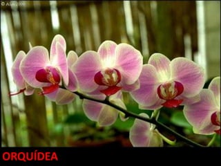 ORQUÍDEA
 
