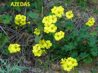 AZEDAS
 
