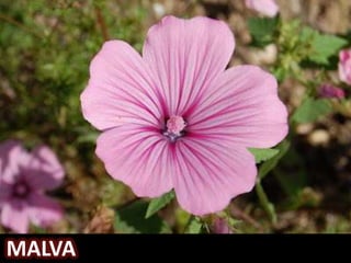 MALVA
 