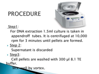 DNA Extraction by phenol-choloroform Method | PDF