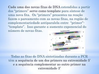 Cada uma das novas fitas de DNA estendidas a partir
dos “primers” serve como template para síntese de
uma nova fita. Os “primers” presentes na reação
fazem o pareamento com as novas fitas, na região de
complementariedade antiparalela entre “primer”-
“template”. Isso garante a aumento exponencial do
número de novas fitas.
Todas as fitas de DNA sintetizadas durante a PCR
têm a sequência de um dos primers na extremidade 5’
e a sequência complementar ao outro primer na
extremidade 3’
 