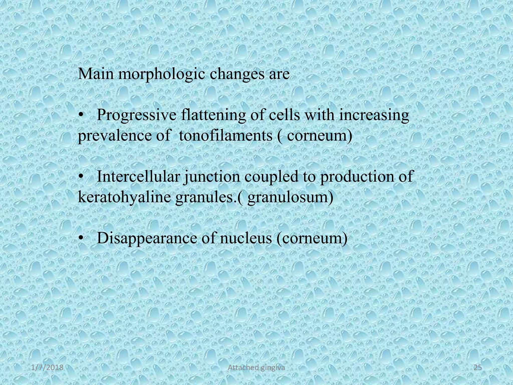 1/7/2018 Attached gingiva 25
Main morphologic changes are
• Progressive flattening of cells with increasing
prevalence of tonofilaments ( corneum)
• Intercellular junction coupled to production of
keratohyaline granules.( granulosum)
• Disappearance of nucleus (corneum)
 