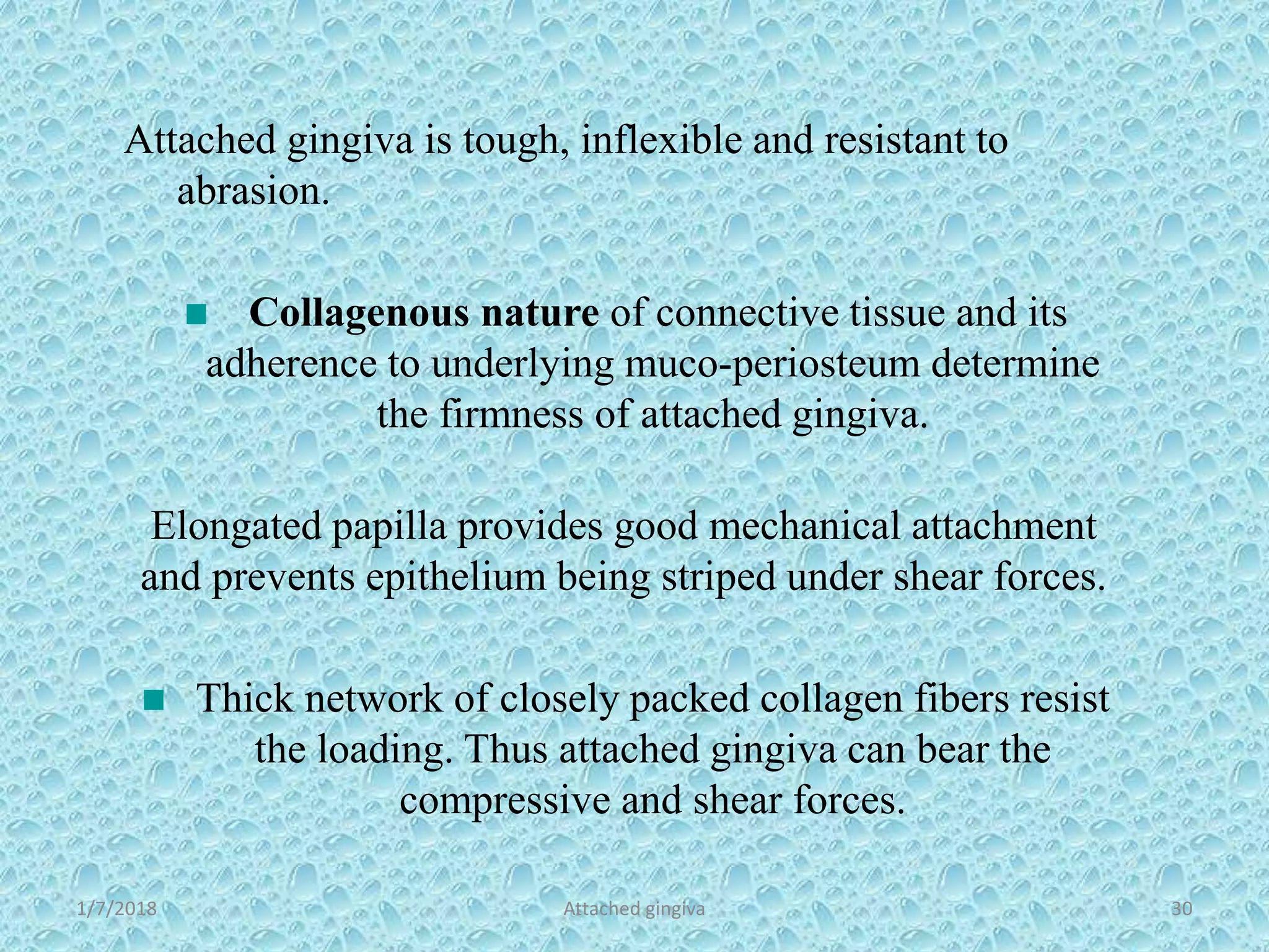 1/7/2018 Attached gingiva 30
Attached gingiva is tough, inflexible and resistant to
abrasion.
Collagenous nature of connective tissue and its
adherence to underlying muco-periosteum determine
the firmness of attached gingiva.
Elongated papilla provides good mechanical attachment
and prevents epithelium being striped under shear forces.
Thick network of closely packed collagen fibers resist
the loading. Thus attached gingiva can bear the
compressive and shear forces.
 