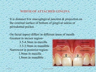 WIDTH OF ATTACHED GINGIVA
It is distance b/w mucogingival junction & projection on
the external surface of bottom of gingival sulcus or
periodontal pocket.
On facial aspect differs in different areas of mouth
Greatest in incisor region-
3.5-4.5mm in maxilla
3.3-3.9mm in mandible
Narrowest in posterior region-
1.9mm in maxilla
1.8mm in mandible
1/7/2018 Attached gingiva 15
 