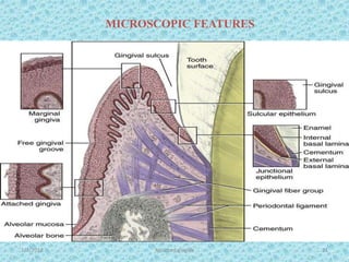 1/7/2018 Attached gingiva 21
MICROSCOPIC FEATURES
 
