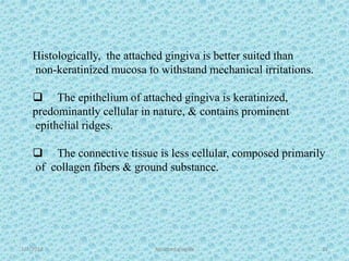 1/7/2018 Attached gingiva 22
Histologically, the attached gingiva is better suited than
non-keratinized mucosa to withstand mechanical irritations.
 The epithelium of attached gingiva is keratinized,
predominantly cellular in nature, & contains prominent
epithelial ridges.
 The connective tissue is less cellular, composed primarily
of collagen fibers & ground substance.
 