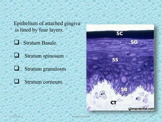 1/7/2018 Attached gingiva 23
Epithelium of attached gingiva
is lined by four layers.
 Stratum Basale.
 Stratum spinosum
 Stratum granulosm
 Stratum corneum.
 