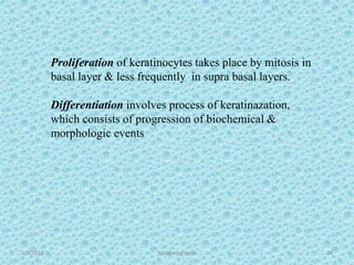 1/7/2018 Attached gingiva 24
Proliferation of keratinocytes takes place by mitosis in
basal layer & less frequently in supra basal layers.
Differentiation involves process of keratinazation,
which consists of progression of biochemical &
morphologic events
 