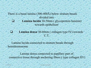 1/7/2018 Attached gingiva 26
There is a basal lamina (300-400Å) below stratum basale
divided into
 Lamina lucida 30-50nm ( glycoprotein laminin)
towards epithelium
 Lamina densa 30-60nm ( collagen type IV) towards
C.T.
Lamina lucida connected to stratum basale through
hemidesmosome
Lamina densa connected to papillary part of
connective tissue through anchoring fibers ( type collagen IIV)
 