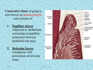 1/7/2018 Attached gingiva 27
Connective tissue of gingiva,
also known as lamina propria
and consists of:
1. Papillary layers
subjacent to epithelium
consisting of papillary
projection between
epithelial rete pegs.
2. Reticular layers
contiguous with
periosteum of alveolar
bone.
 