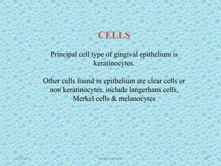 1/7/2018 Attached gingiva 28
CELLS
Principal cell type of gingival epithelium is
keratinocytes.
Other cells found in epithelium are clear cells or
non keratinocytes. include langerhans cells,
Merkel cells & melanocytes
 
