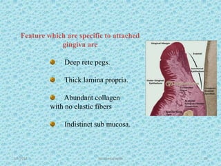 1/7/2018 Attached gingiva 29
Feature which are specific to attached
gingiva are
Deep rete pegs.
Thick lamina propria.
Abundant collagen
with no elastic fibers
Indistinct sub mucosa.
 